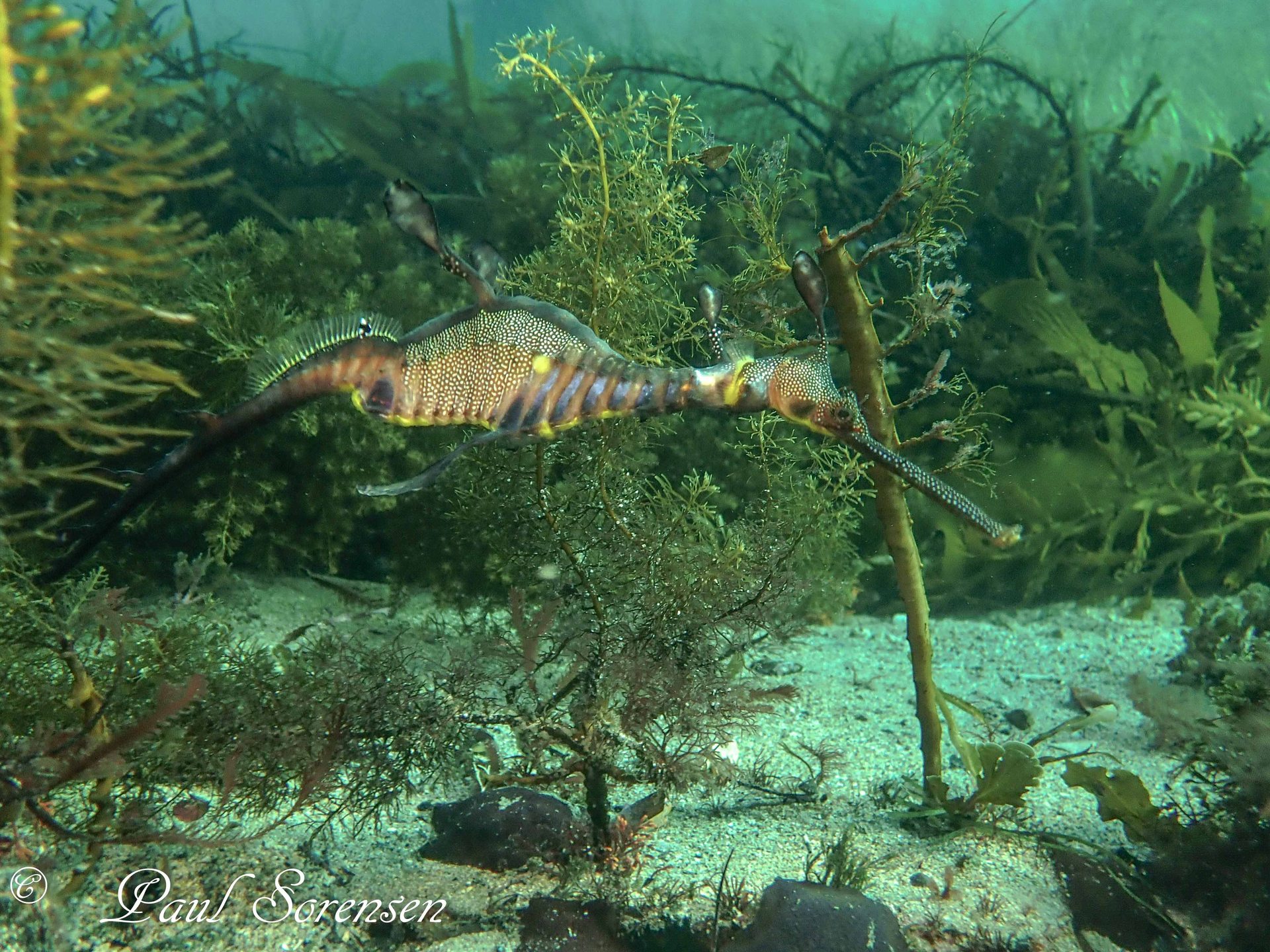 Flinders Pier photo 3
