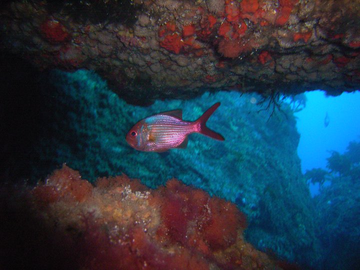Hapuka Rock (Hereheretaura Pinnacle) photo 6