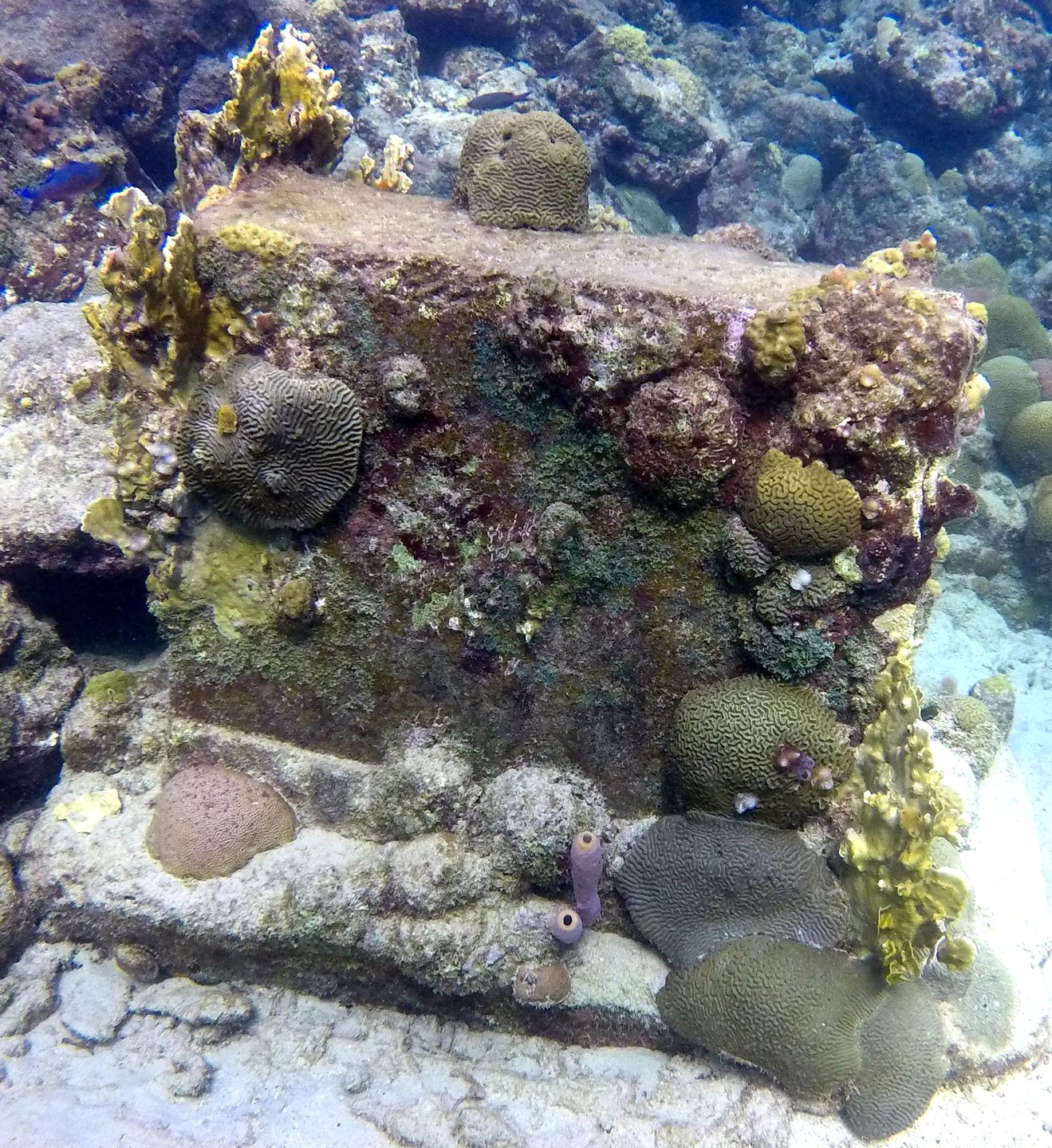 Pierbaai Reef (The Dive Bus House Reef)