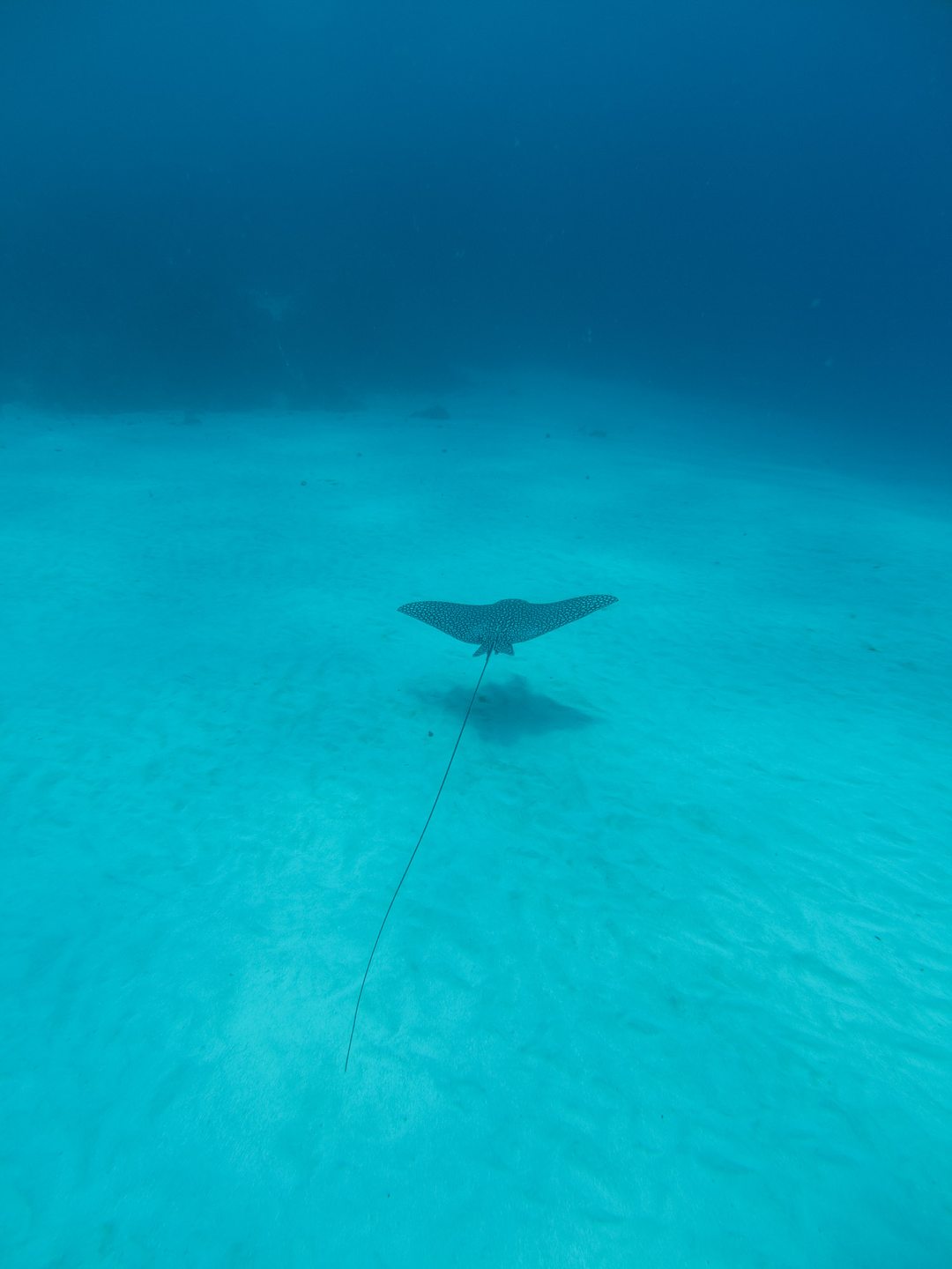 Sting Ray Point