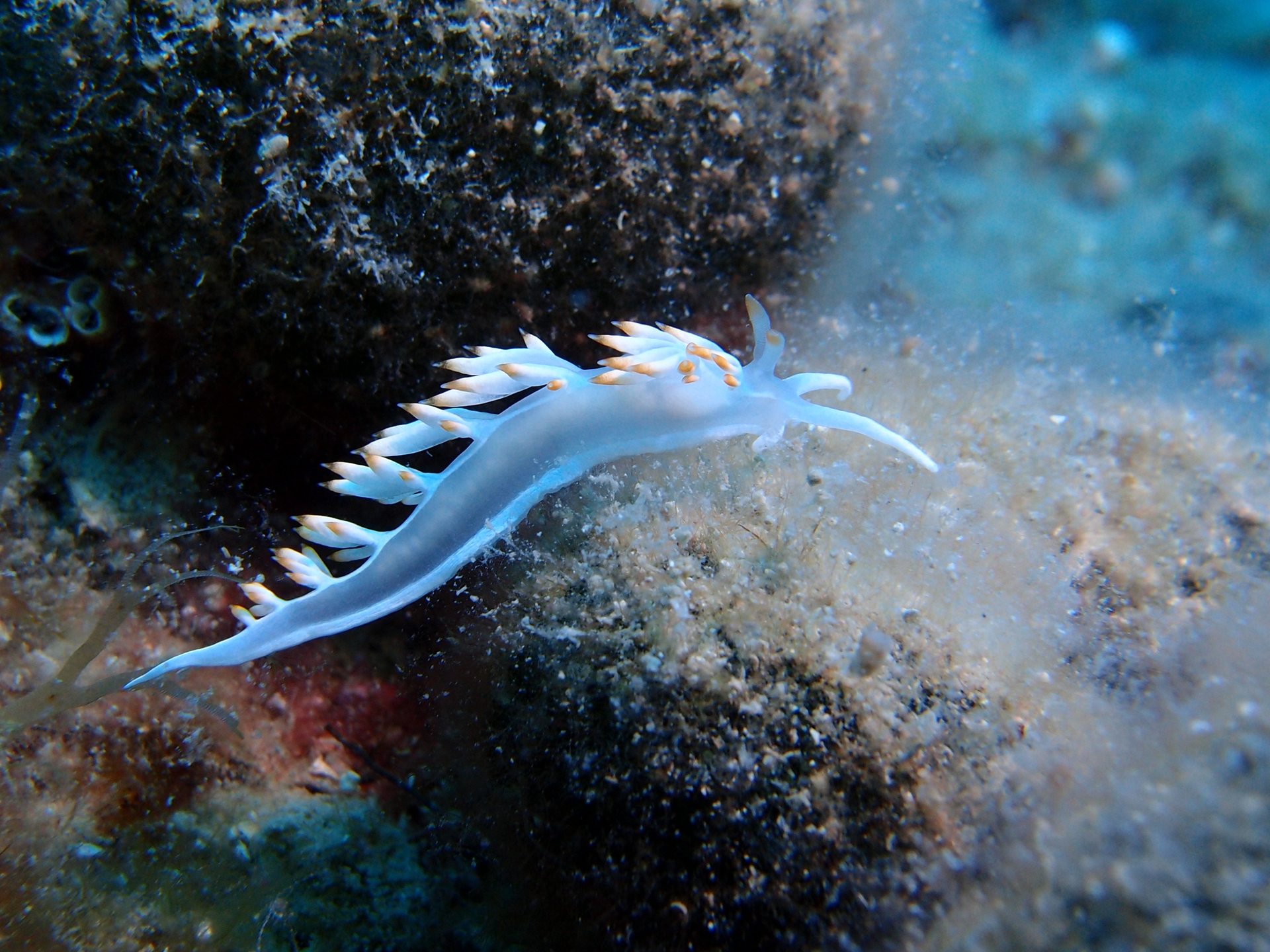 SHALLOWS MLIN photo 2
