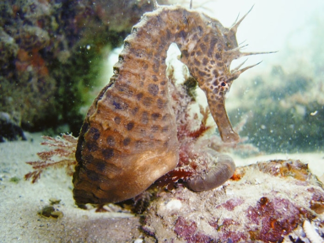 Blairgowrie Pier