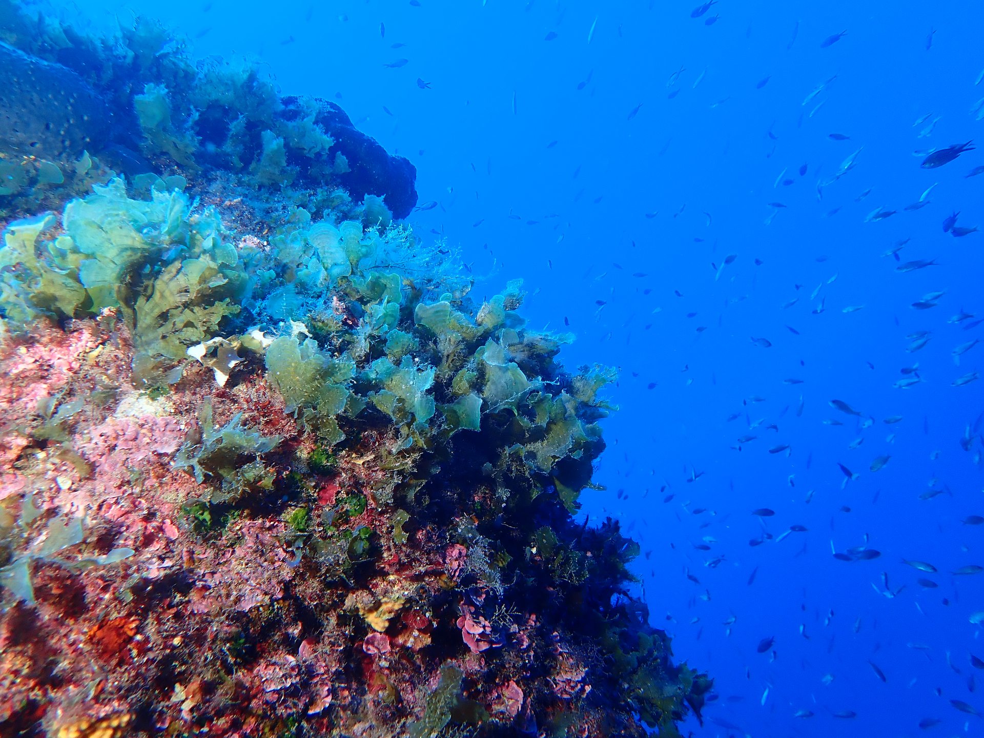 Pachia reef photo 15