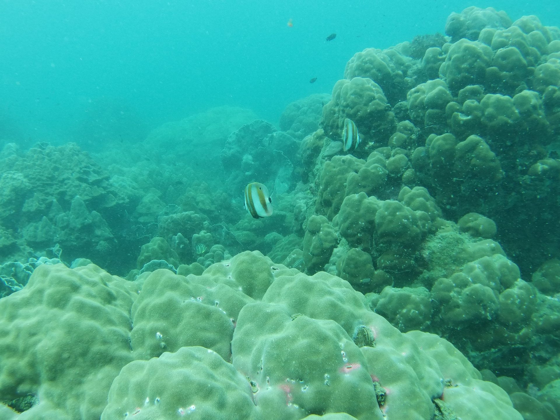 Turtle Island photo 5