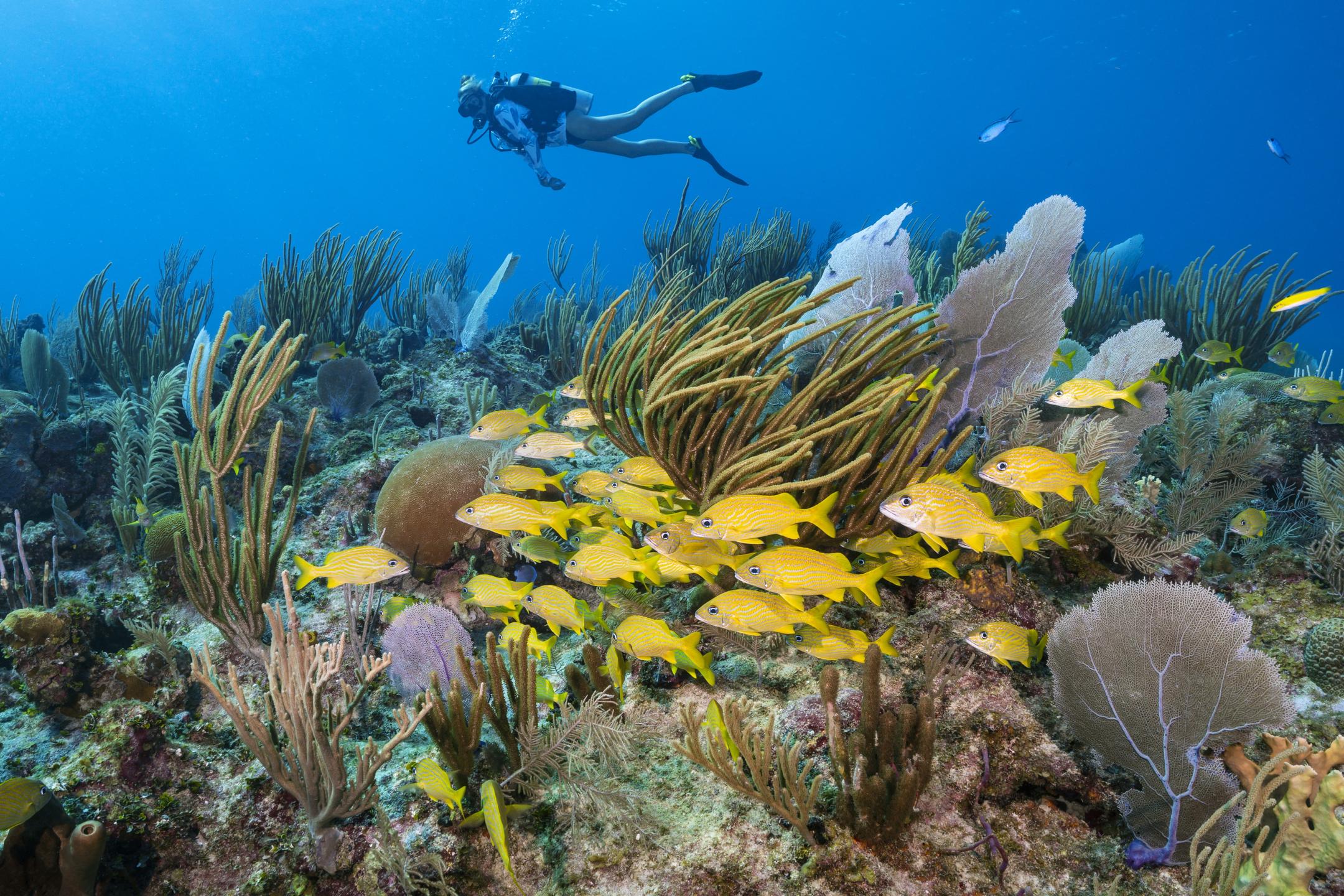 Roger's Reef photo 2