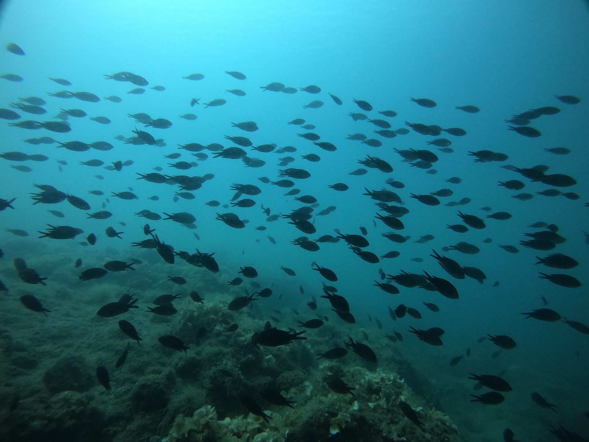 Limni reef 2 photo 9