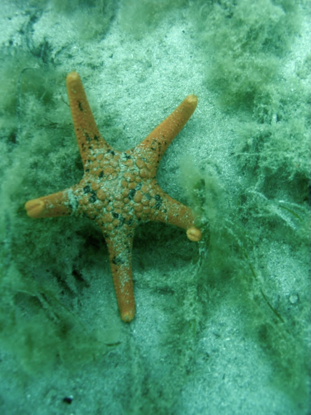 Lee Breakwater, Portland, Victoria, Australia photo 3
