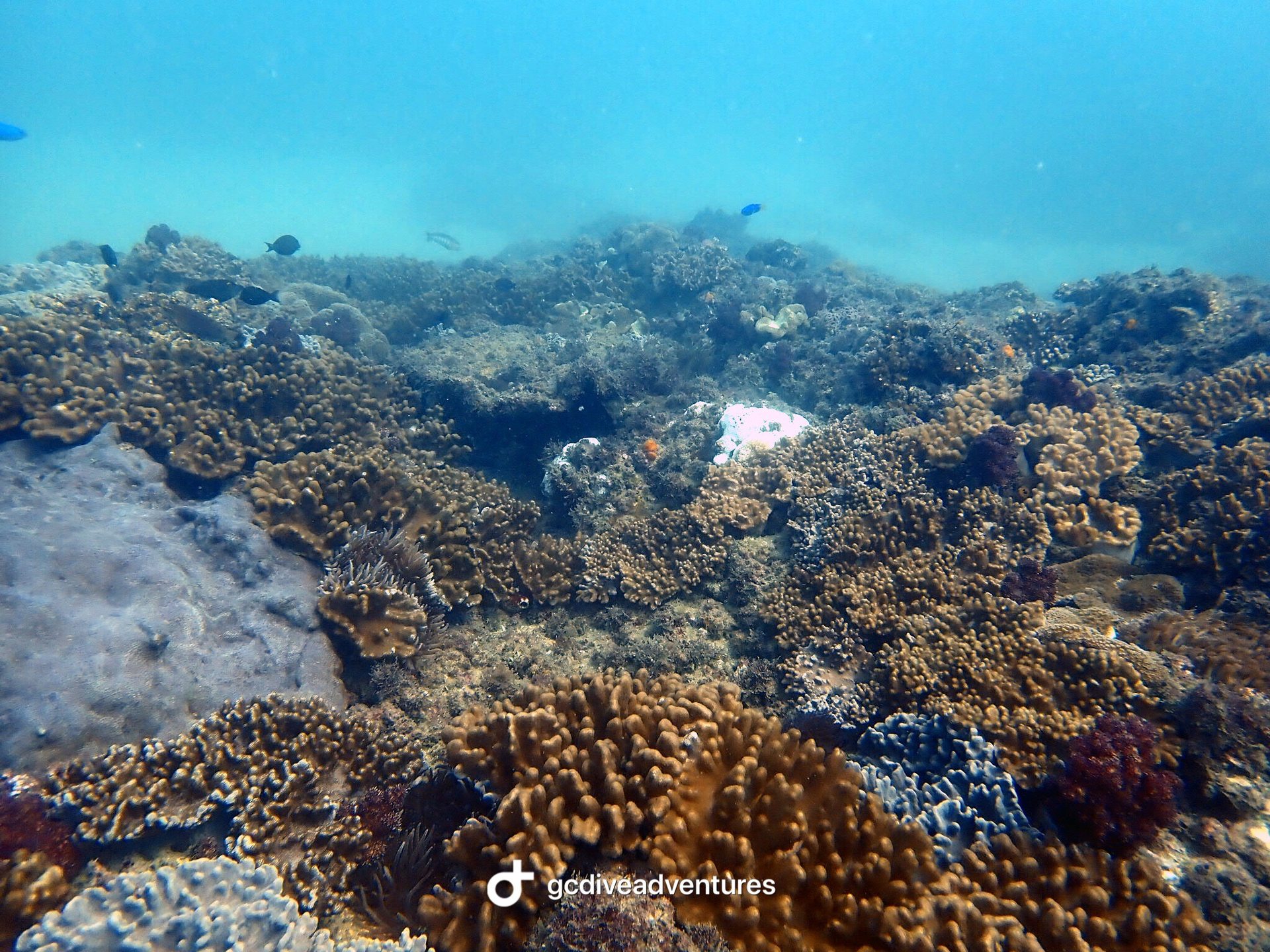 Palm Beach Reef photo 6