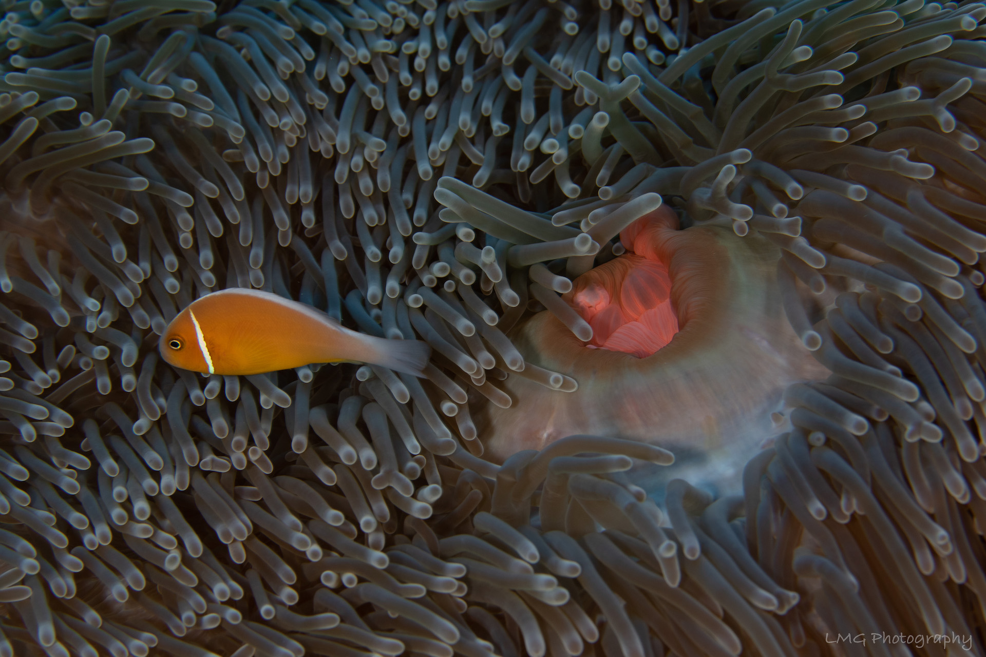 Hap's Reef photo 5