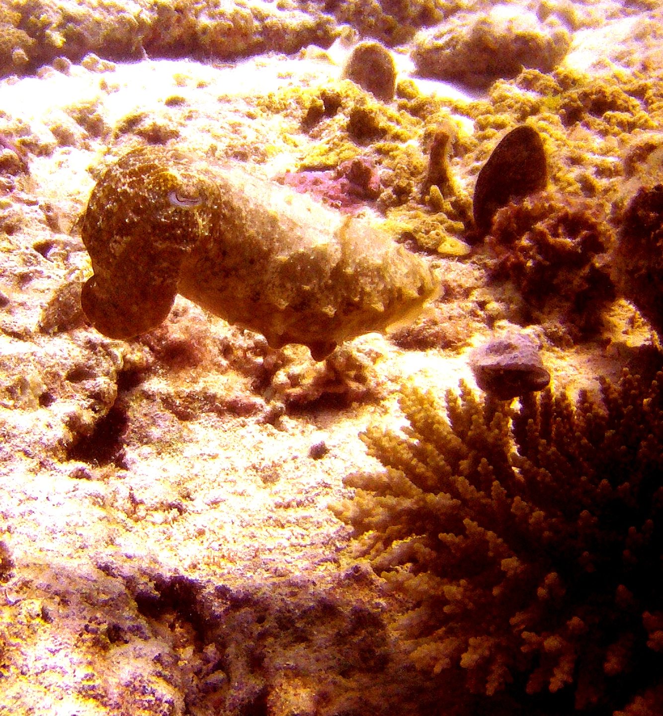 Chocolate Island, Malapascua photo 3