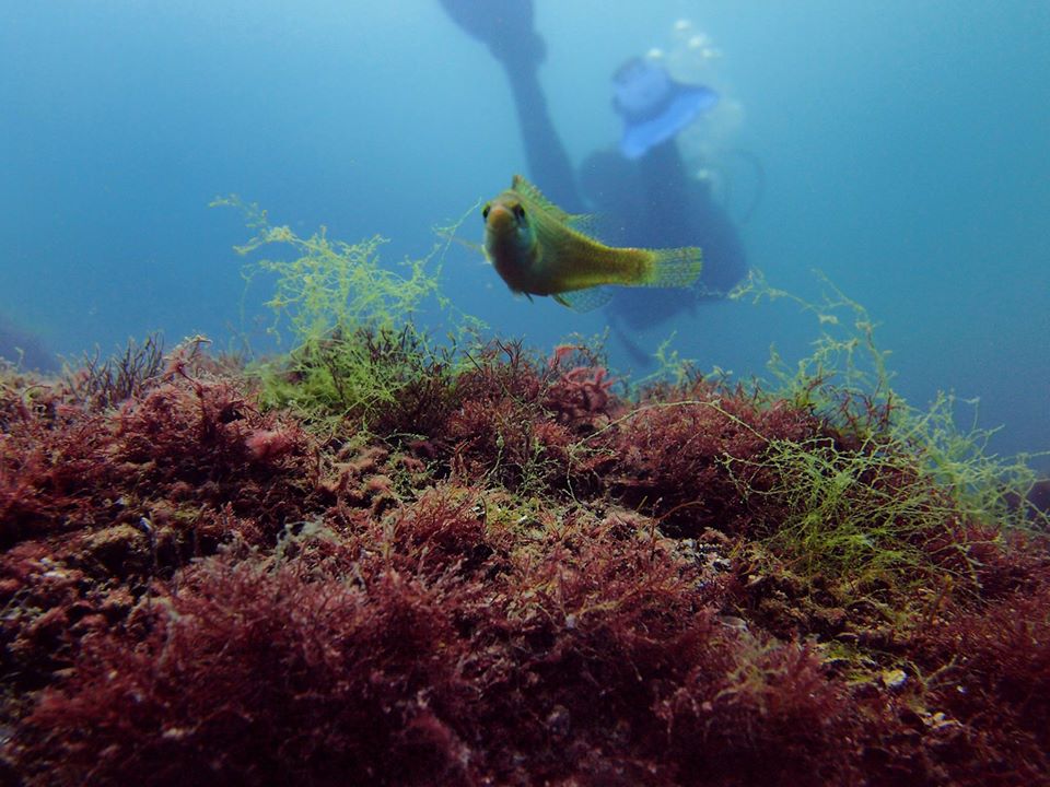 Stingray Station - Galata photo 5