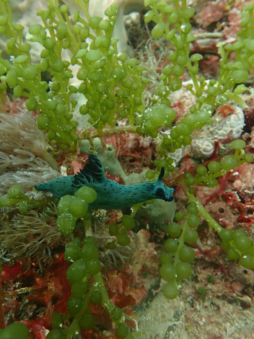 Danii's Reef