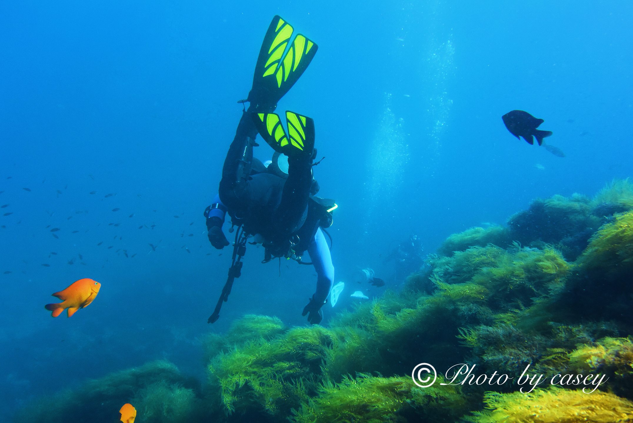 Catalina Island photo 5