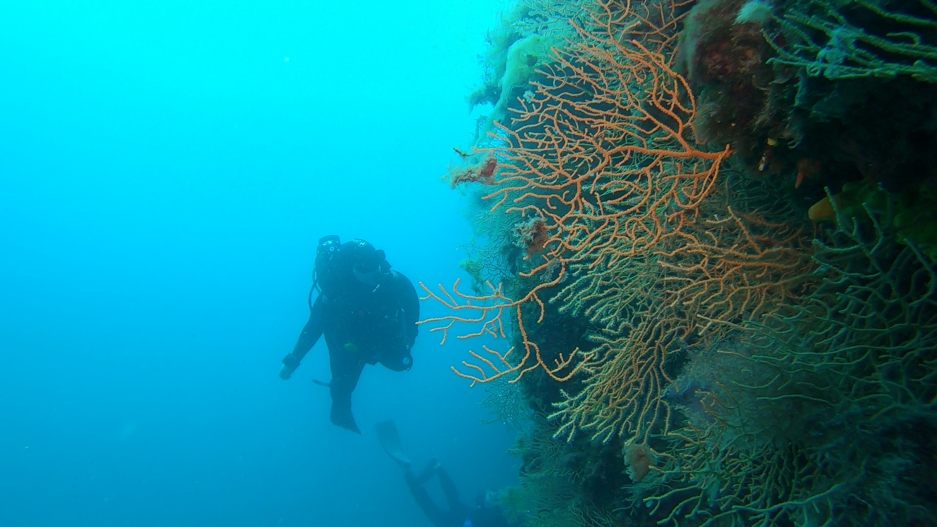 Marinca Rat photo 5