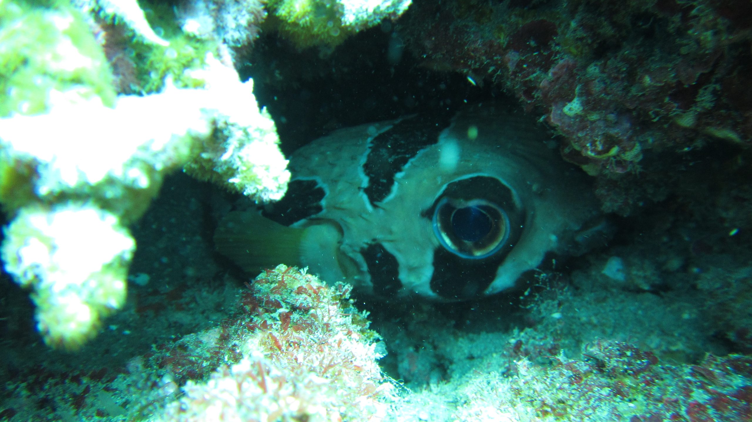 Gili Selang photo 3