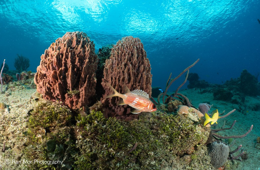 Yucab reef
