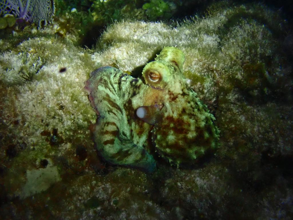 South Channel photo 3