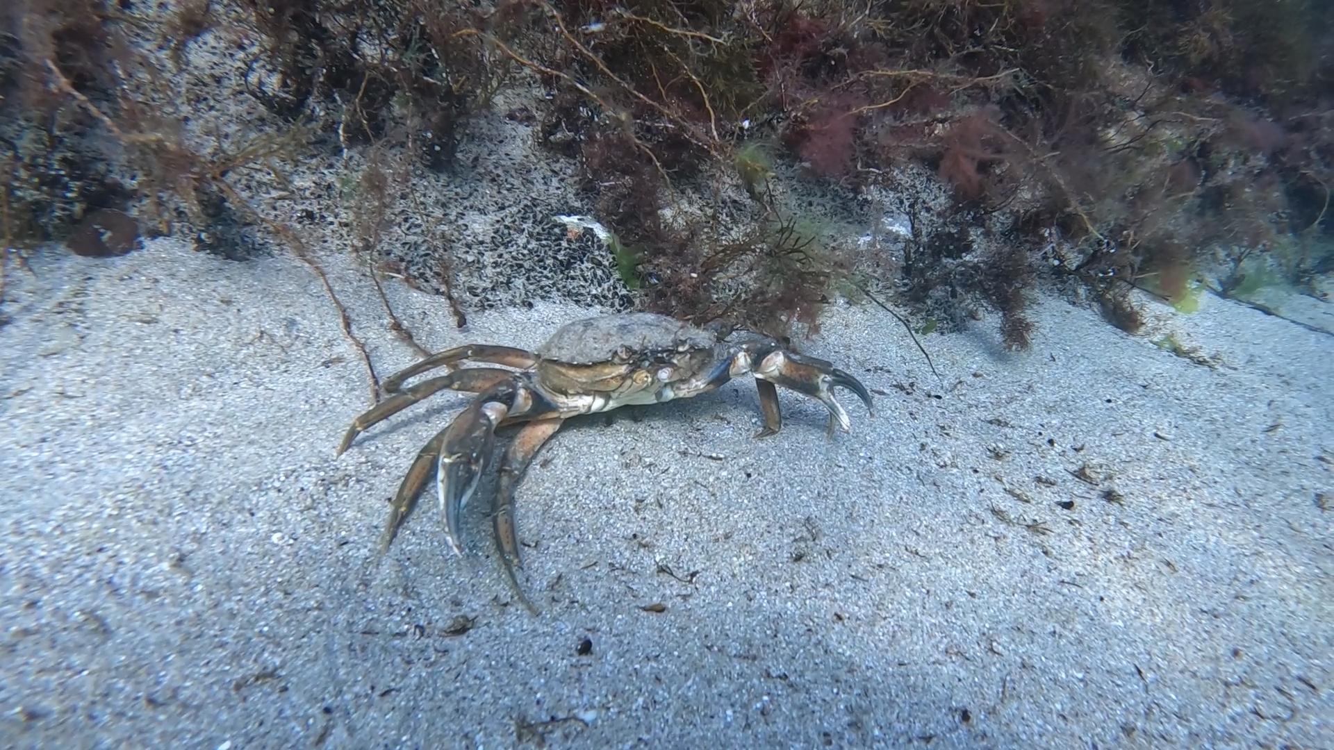 Seahorse alley and Lagoon photo 7