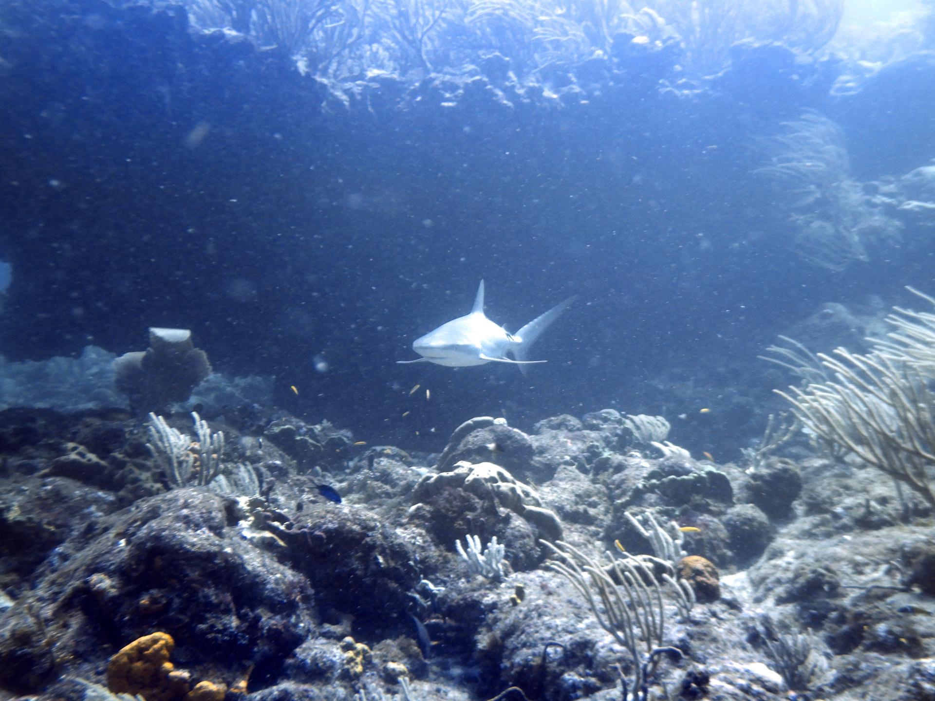 Fish Bowl photo 4