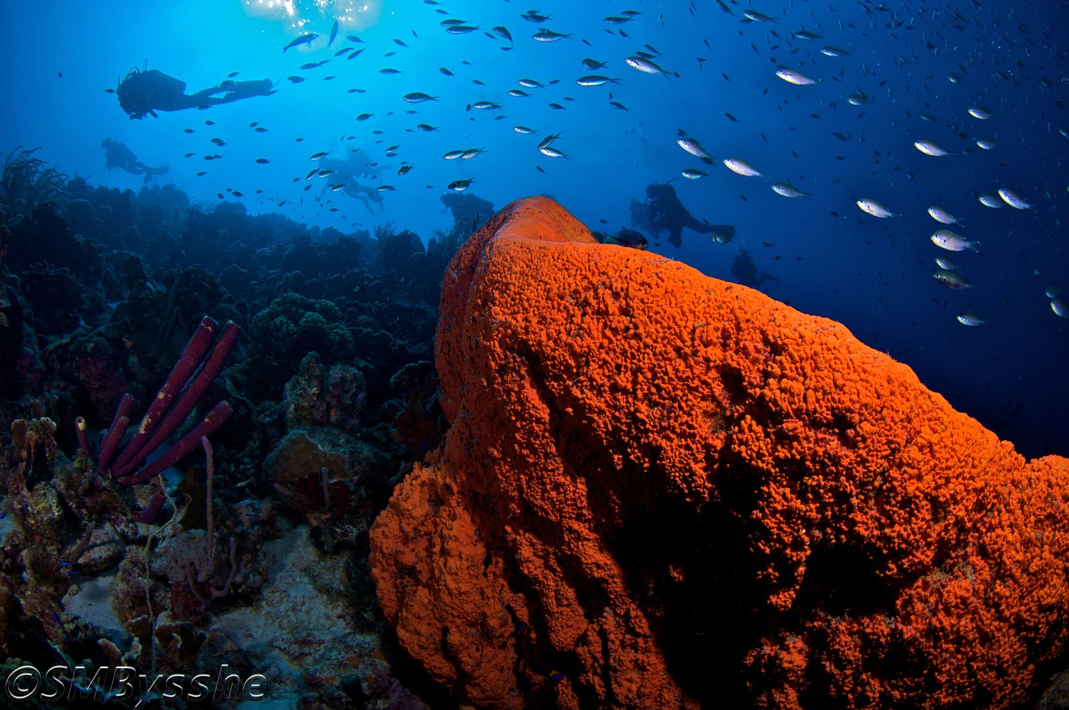 Sponge Forest