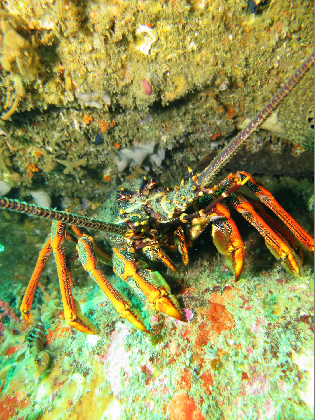 Okorotere Island photo 4