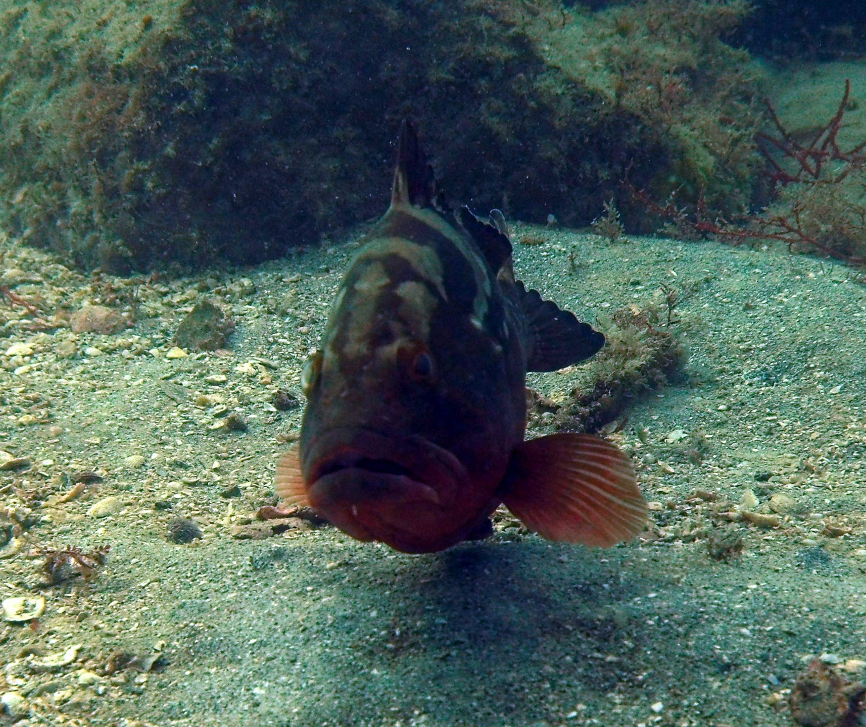 Third Reef photo 10