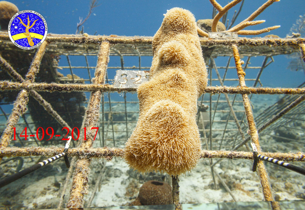 Sun Reef - Curacao Divers photo 2