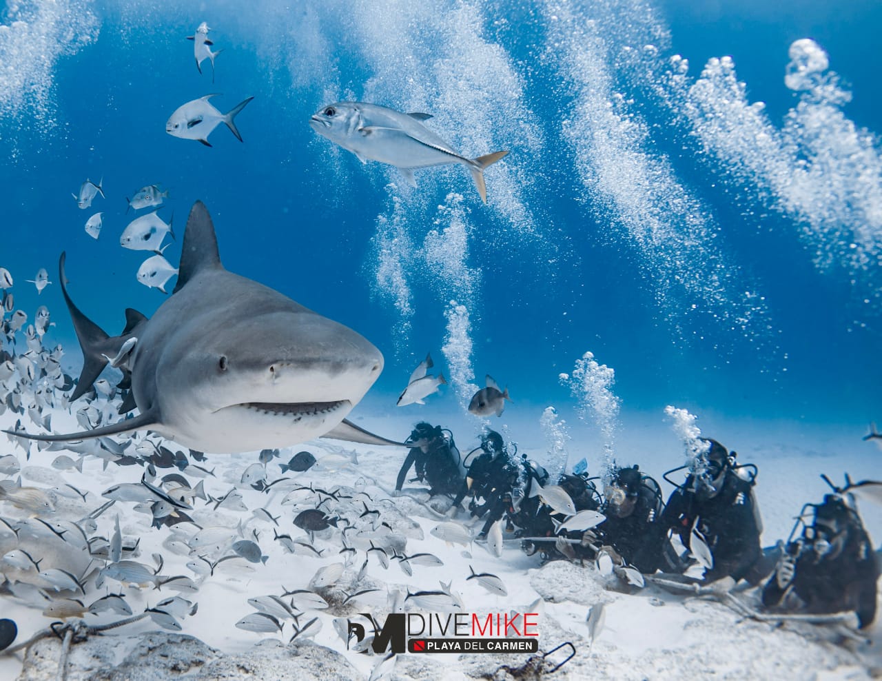 BULLSHARK SITE photo 3