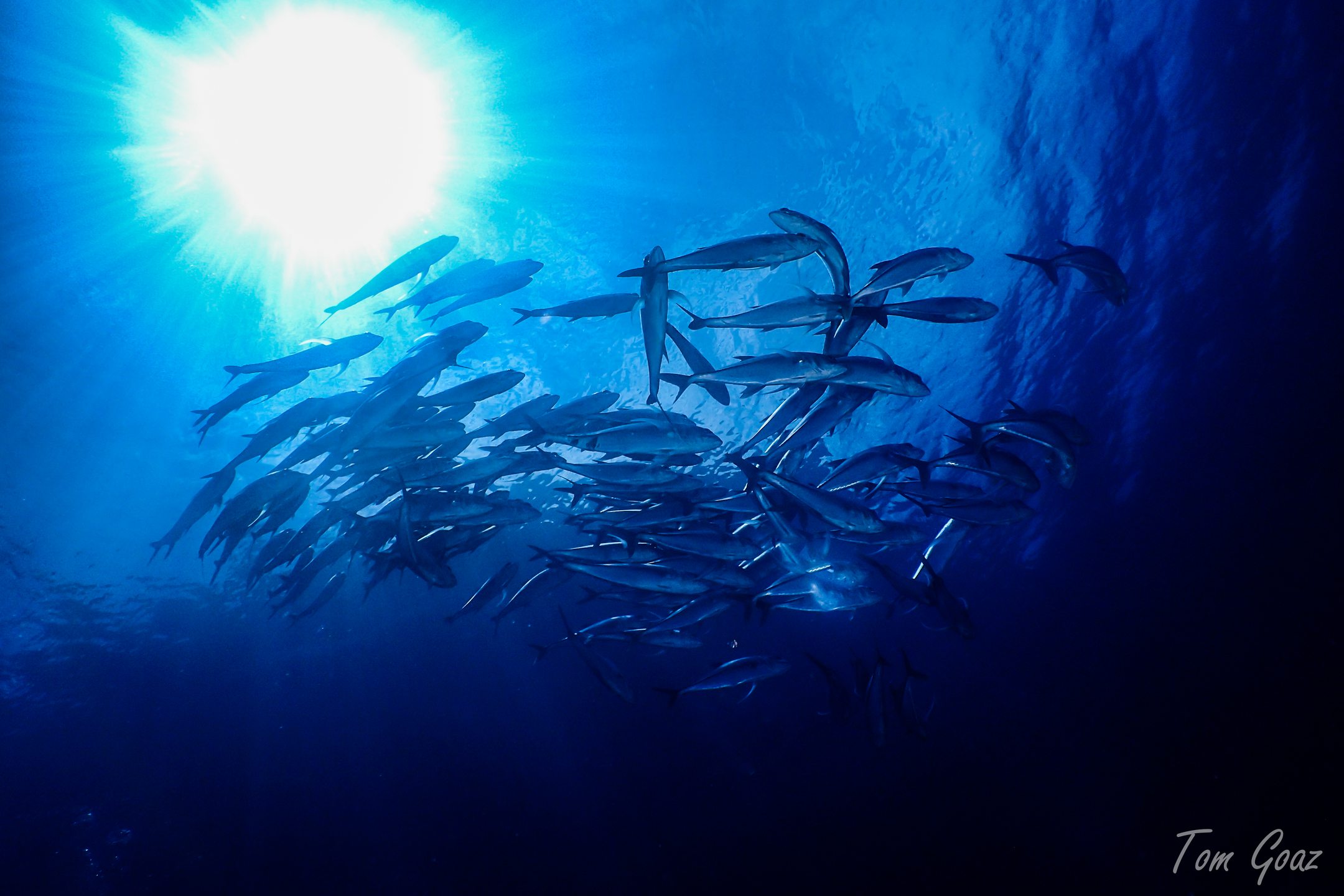 Popolcan West (Under Water Forrest) photo 2