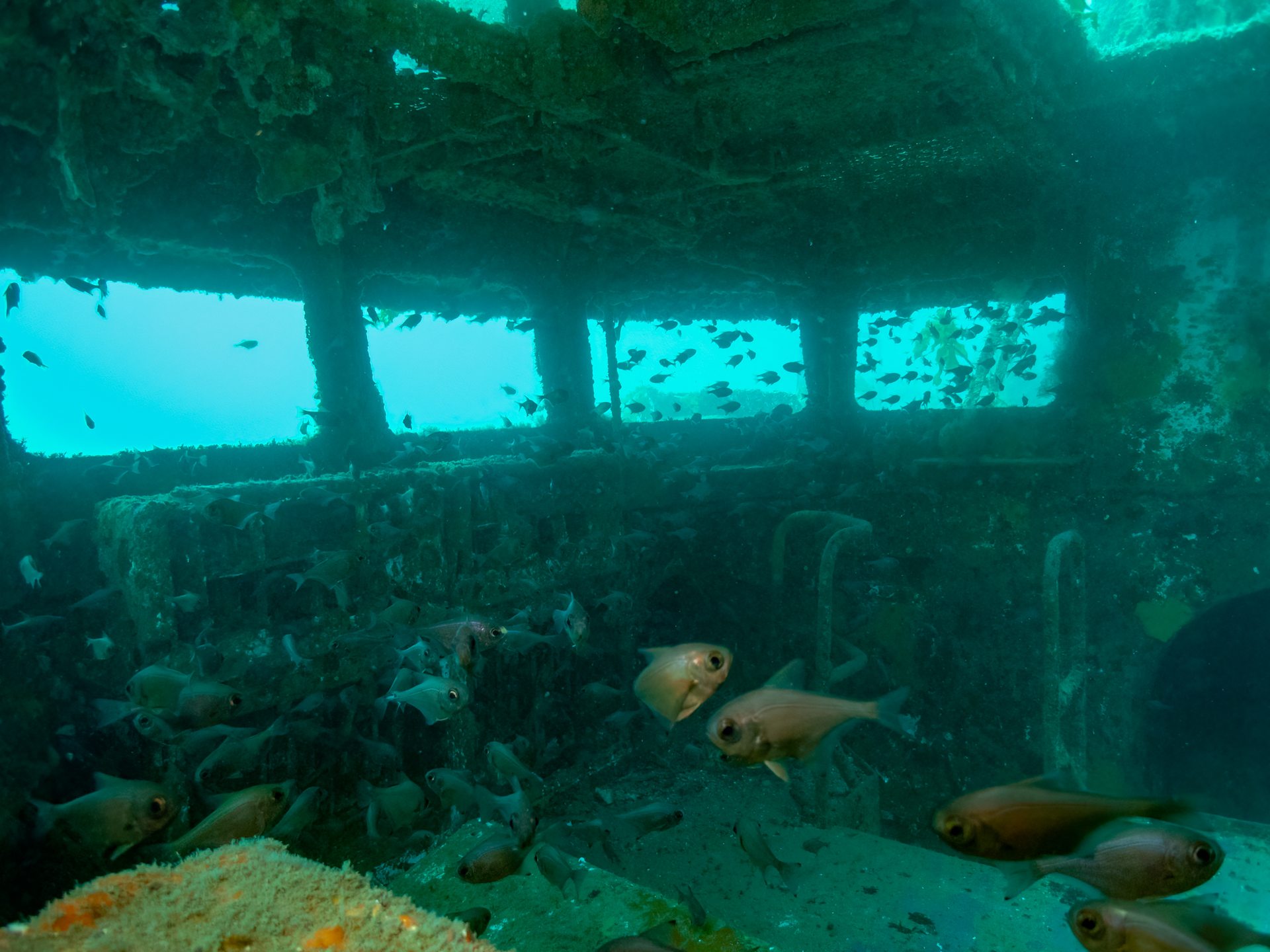 HMSNZ Canterbury Wreck