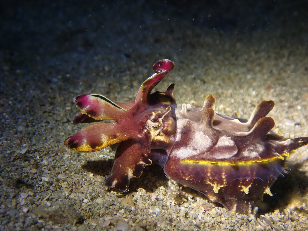 Bogo Marine Sanctuary