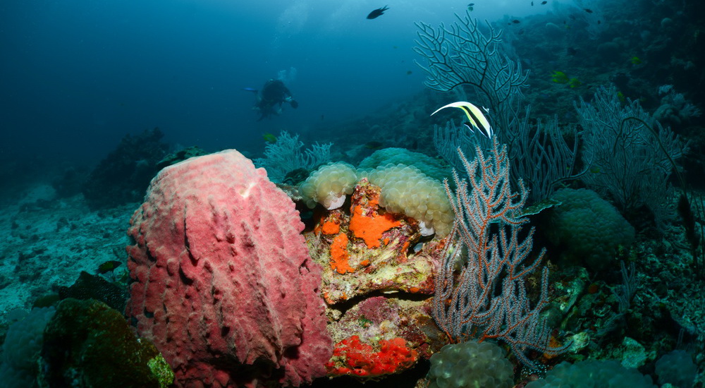 Hin Bida Reef photo 2