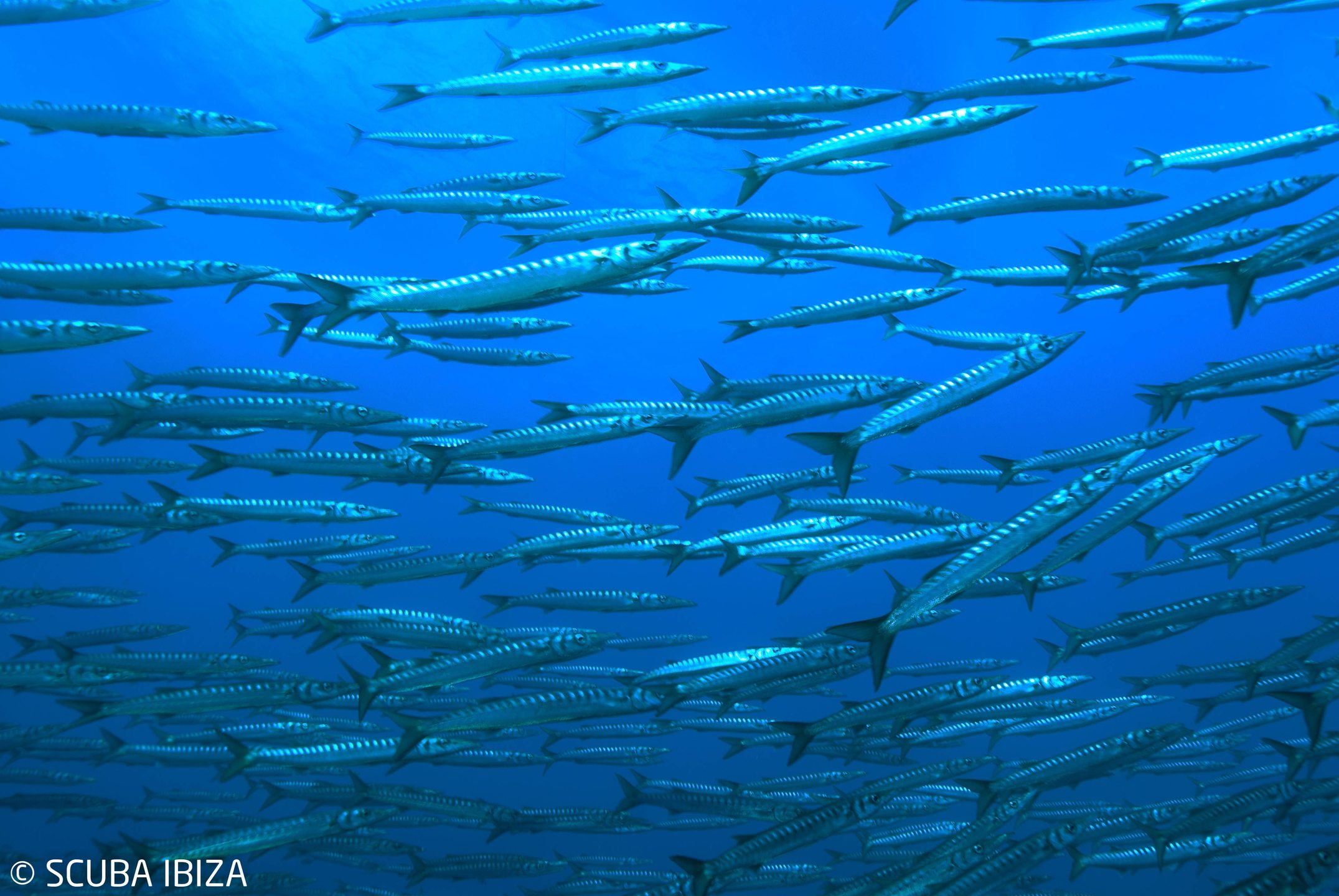 Plataforma Mariana photo 2