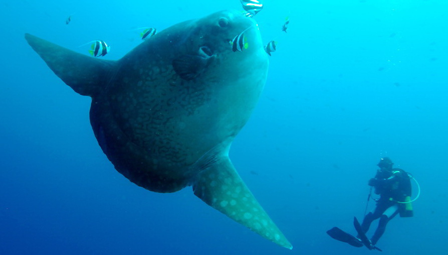Manta Point photo 6
