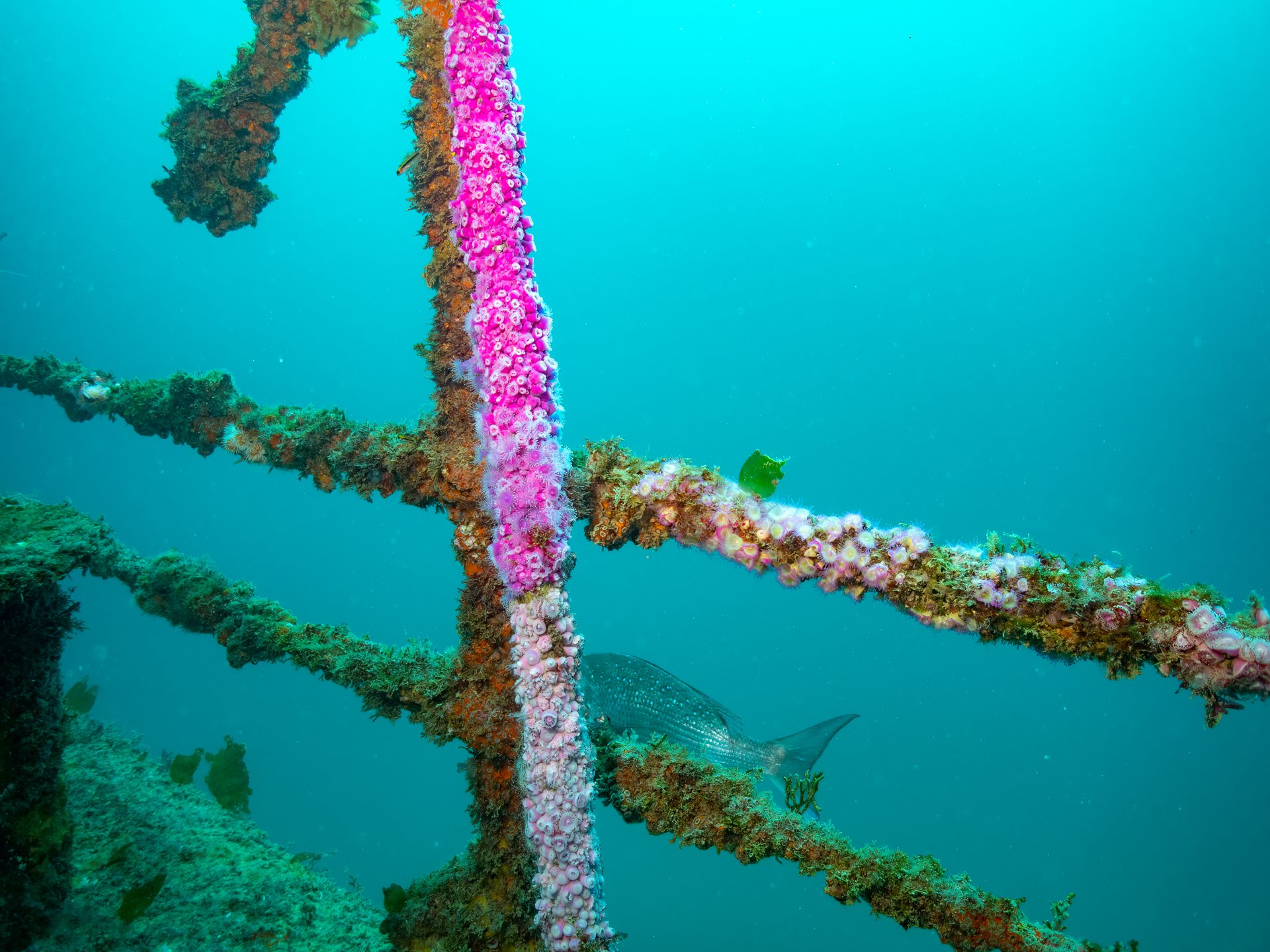 HMSNZ Canterbury Wreck photo 4