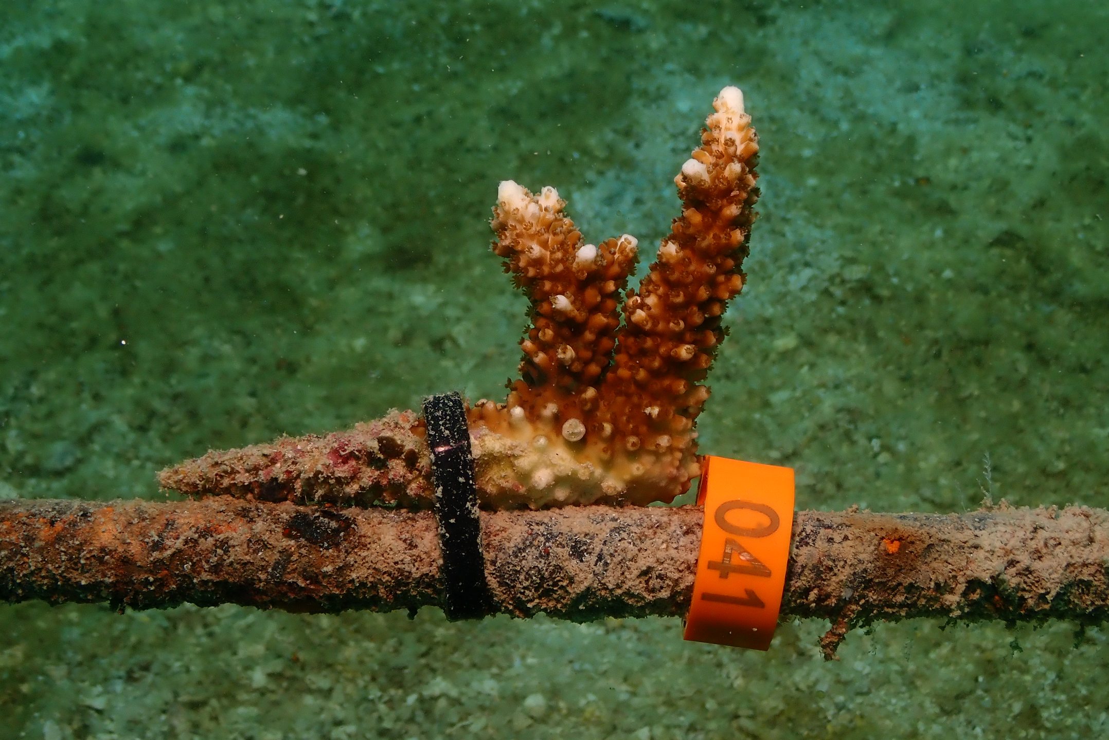 AlotMeant - Coral Restoration Project photo 7