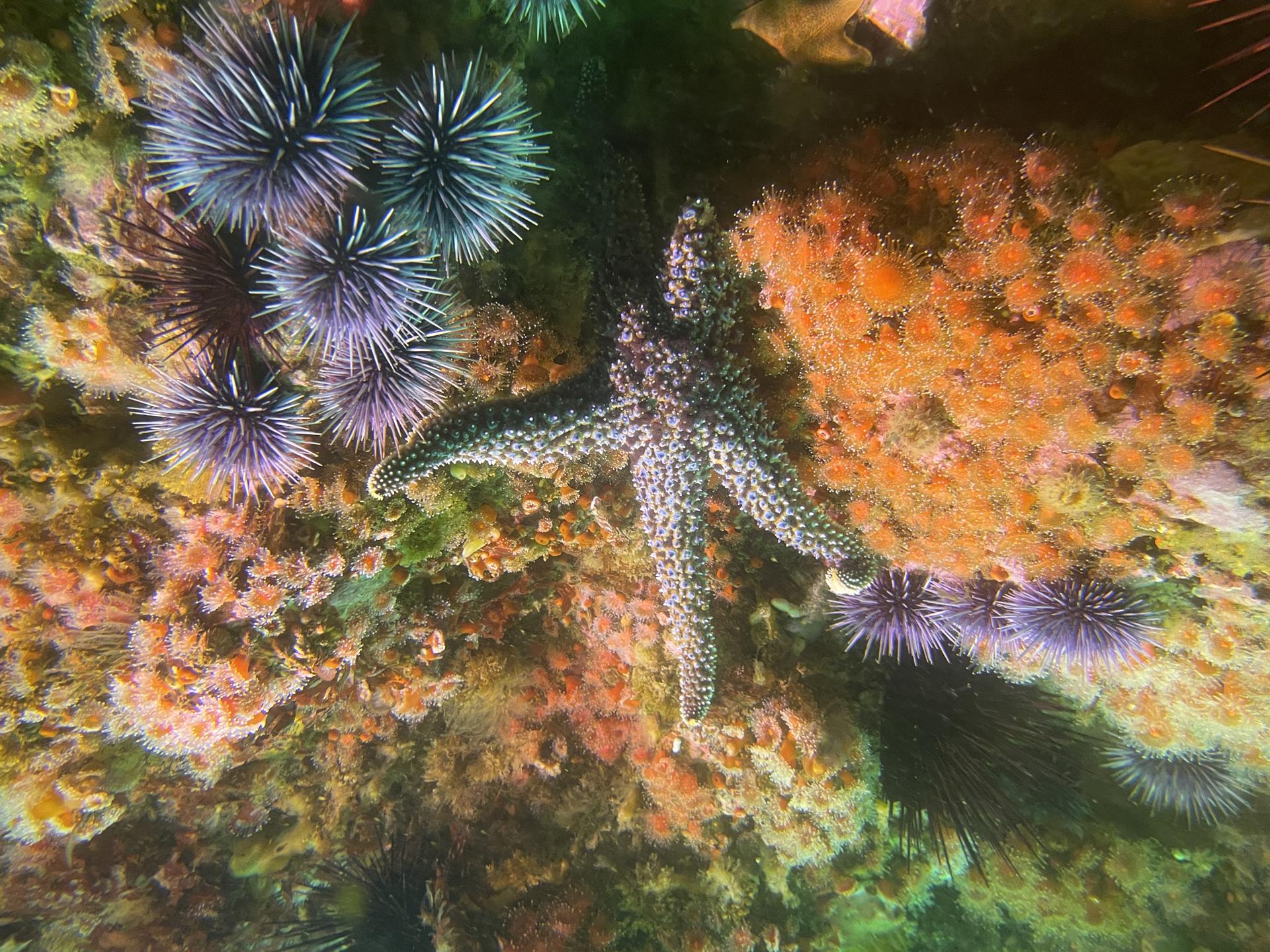San Miguel Island photo 10