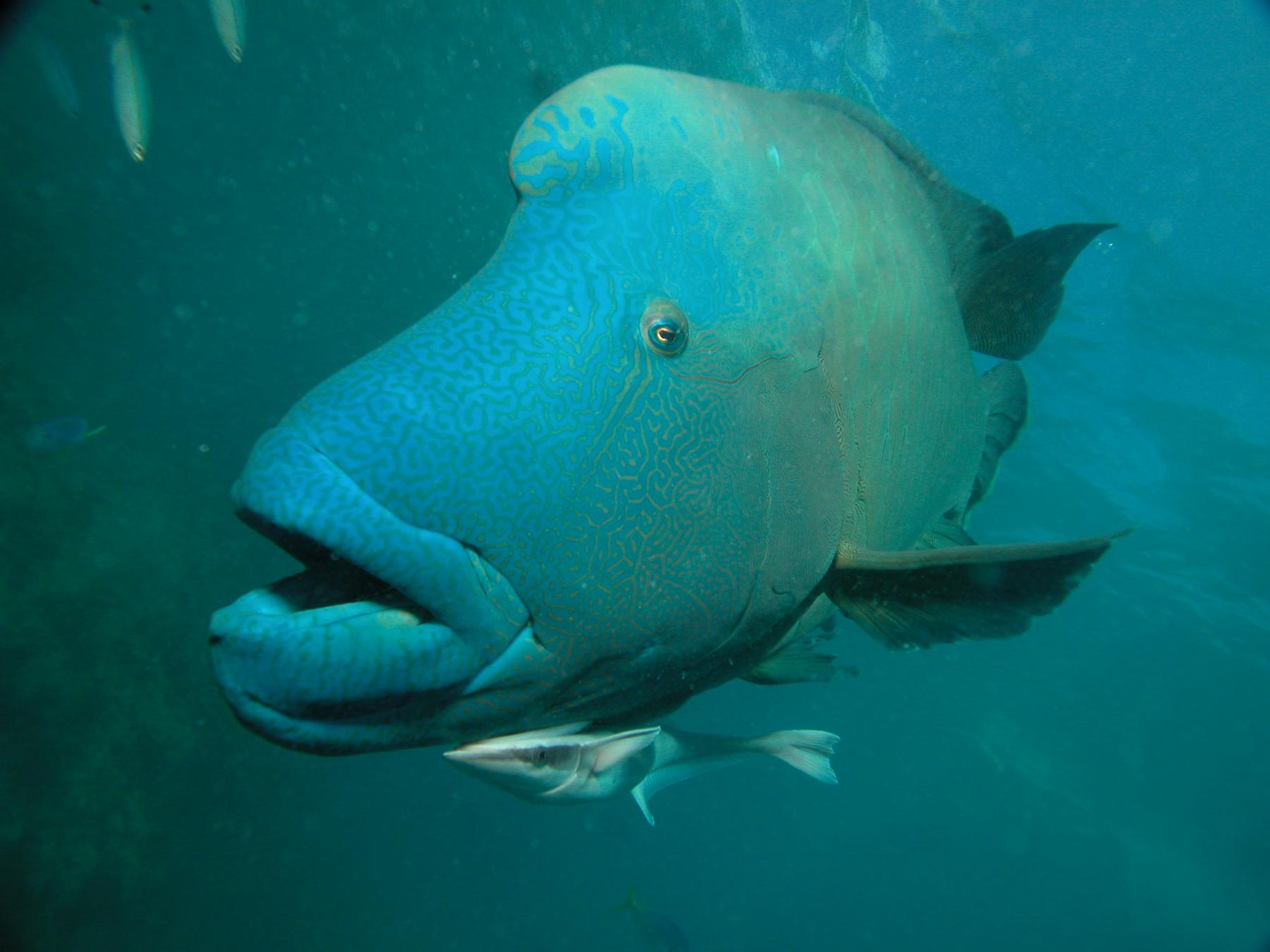 Flynn Reef photo 4