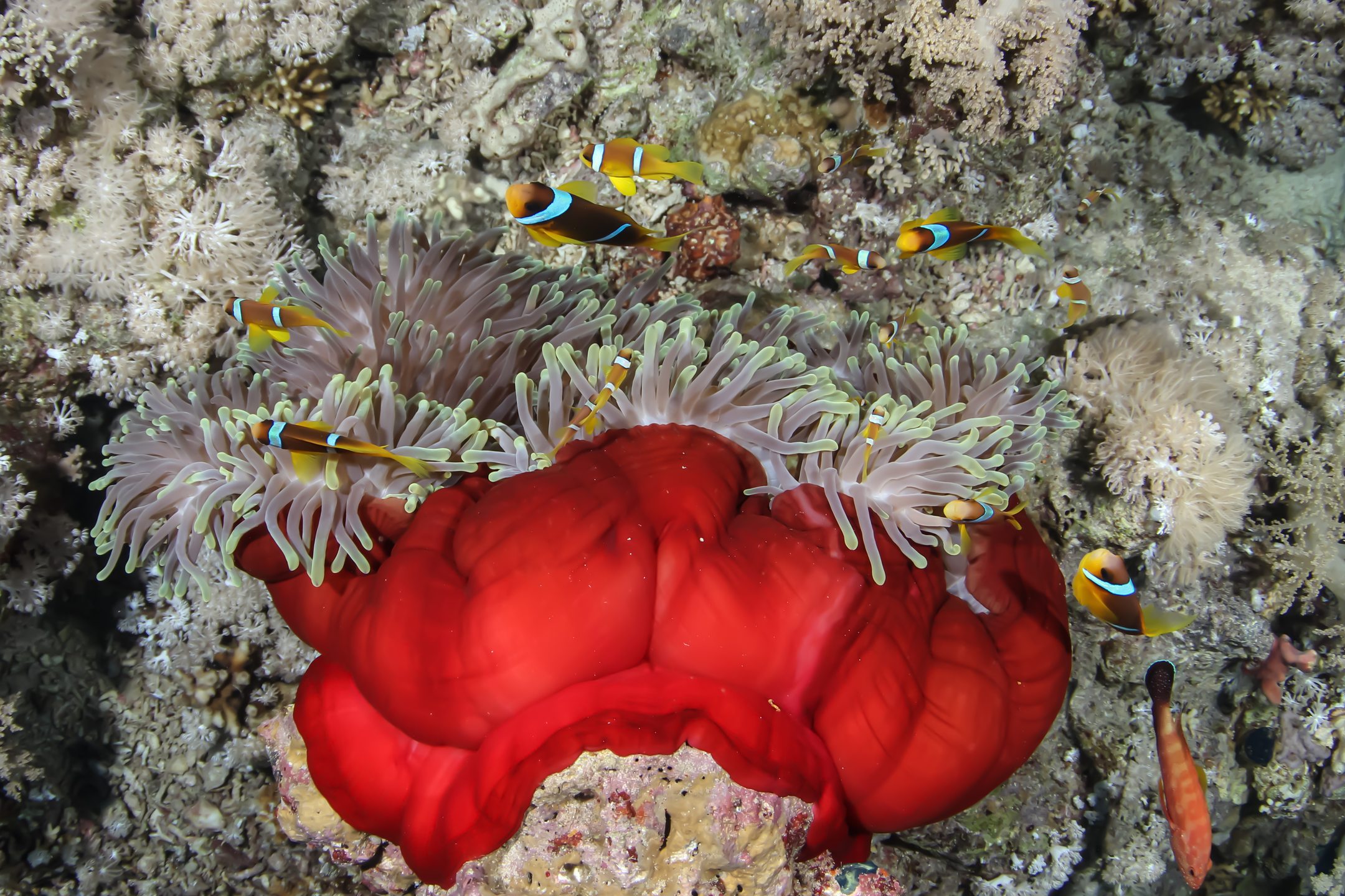 Anemone City - Ras Mohammed photo 5