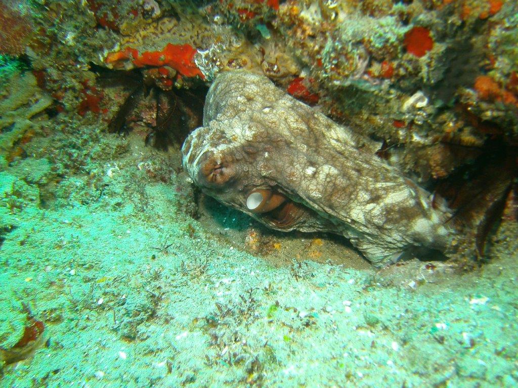Anchor