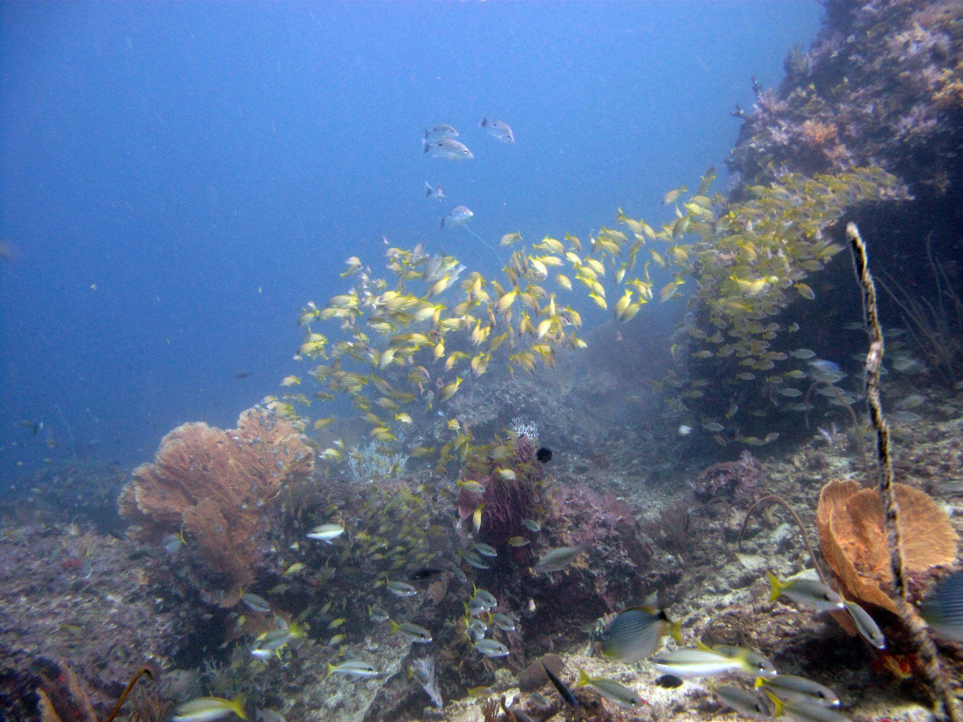 Palong Wall