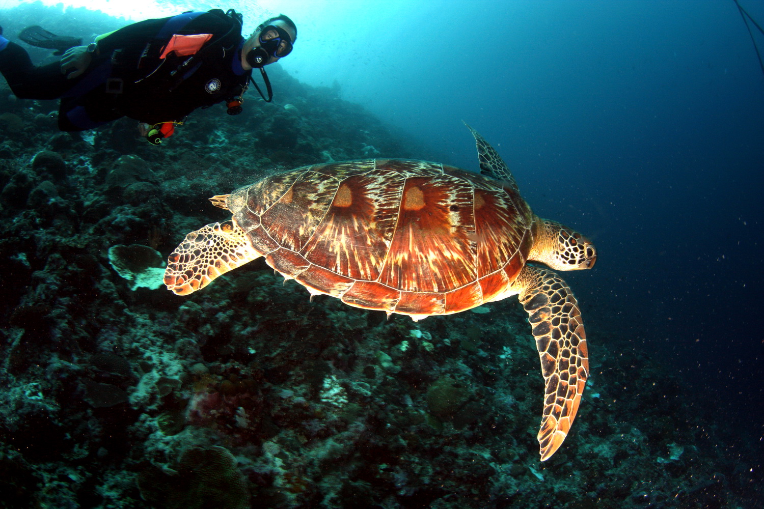 7 Seas Reef photo 3