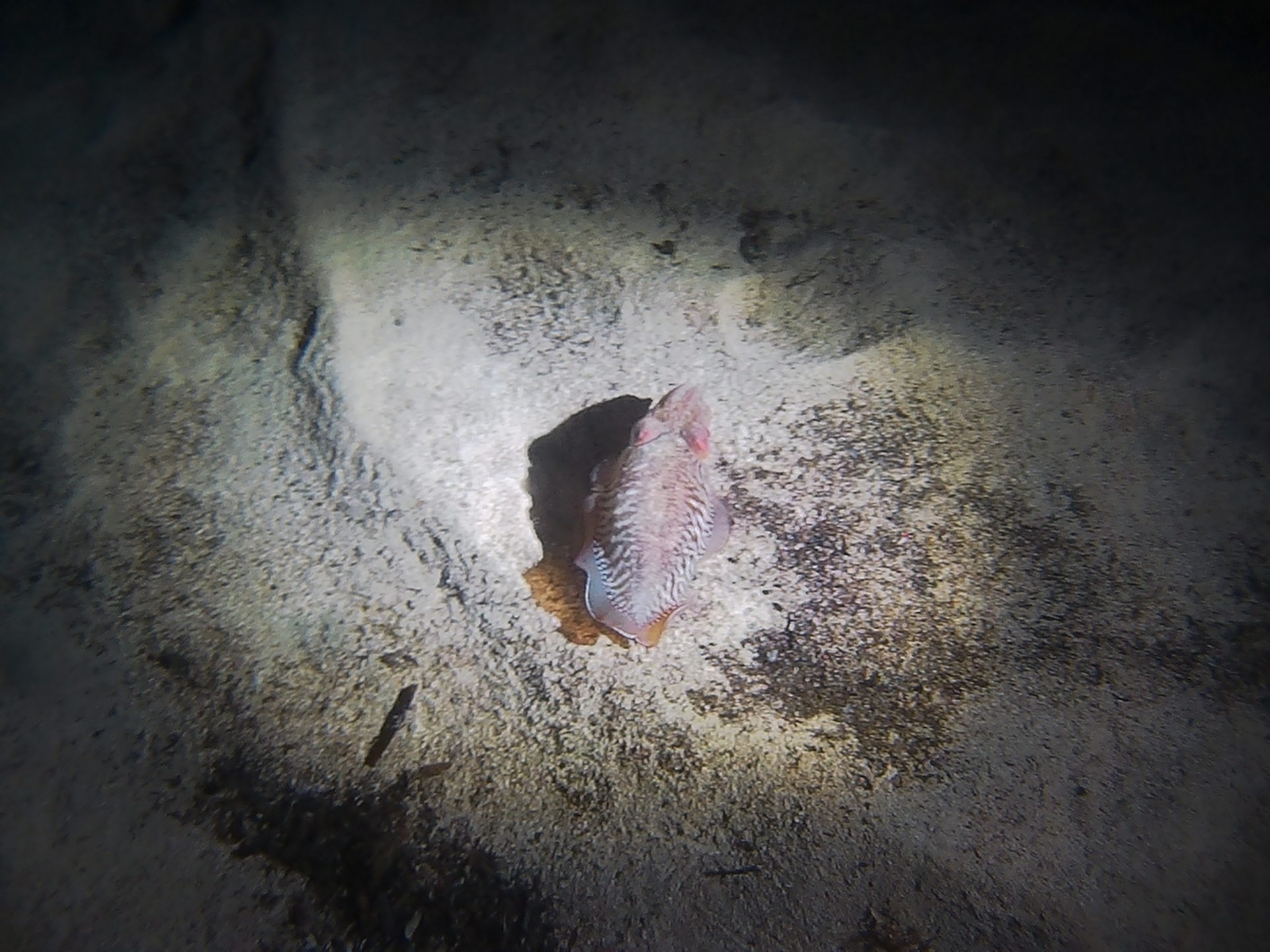 House Reef - DiveBase photo 2