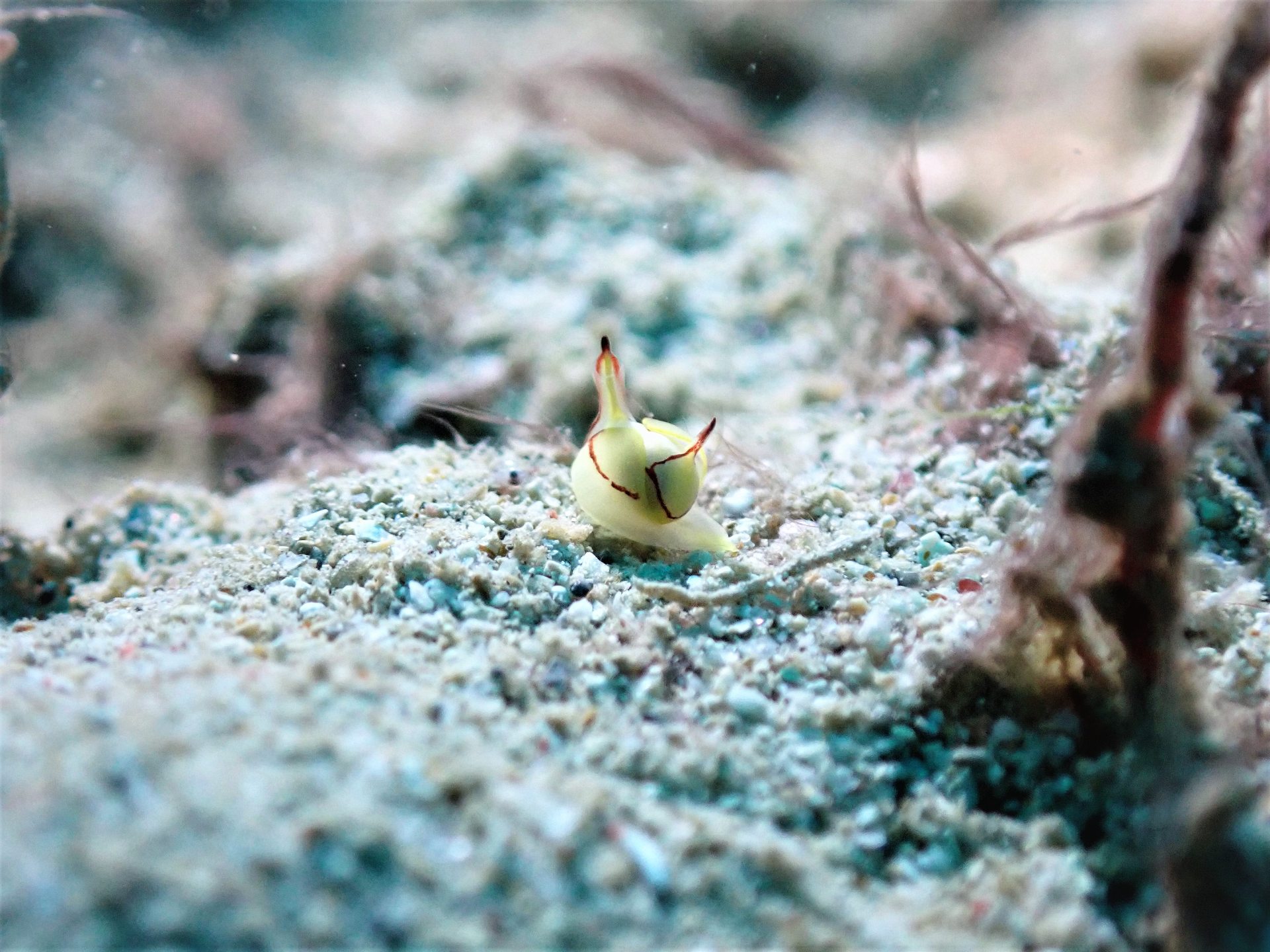 Soft Coral 軟珊瑚區 photo 3