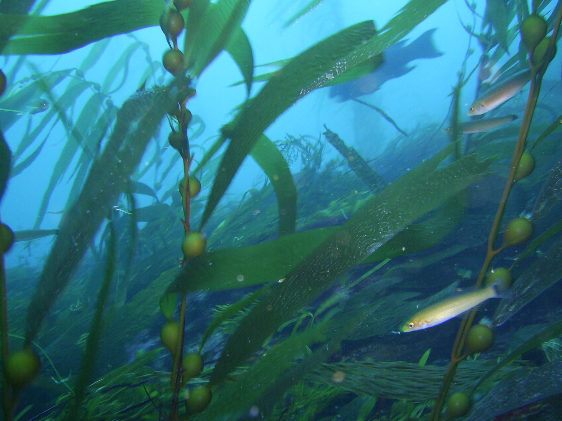Numerous Monterey and Carmel Bay sites photo 2