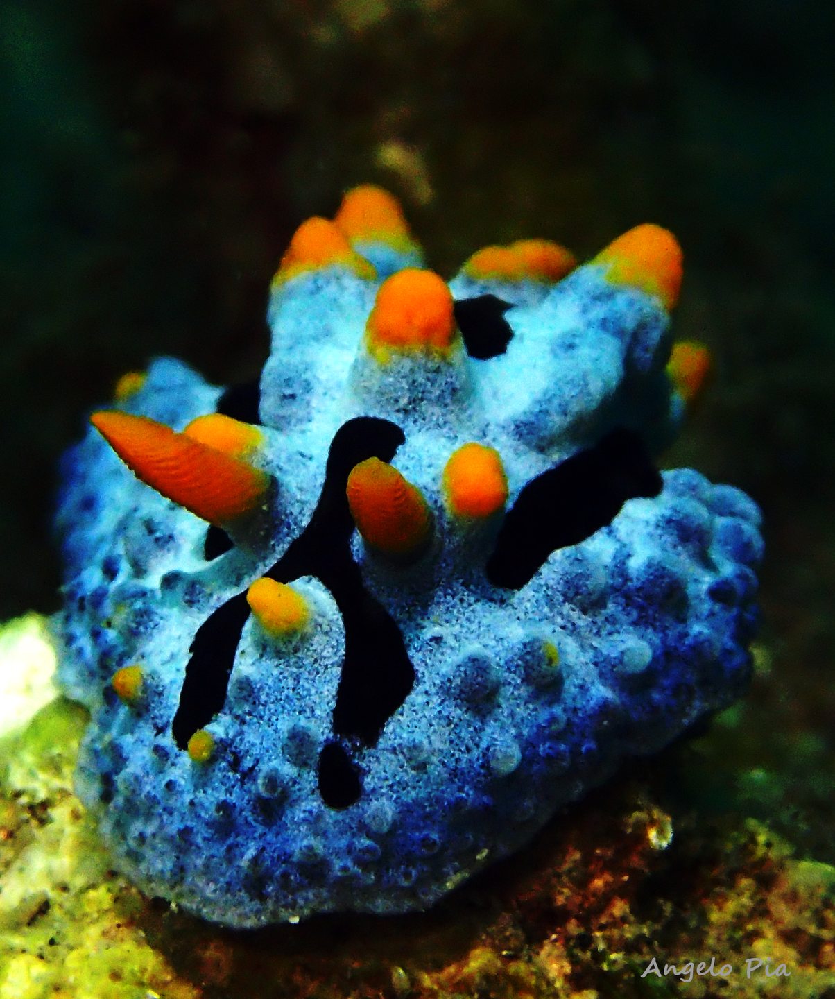 Kalangahan Reef photo 3