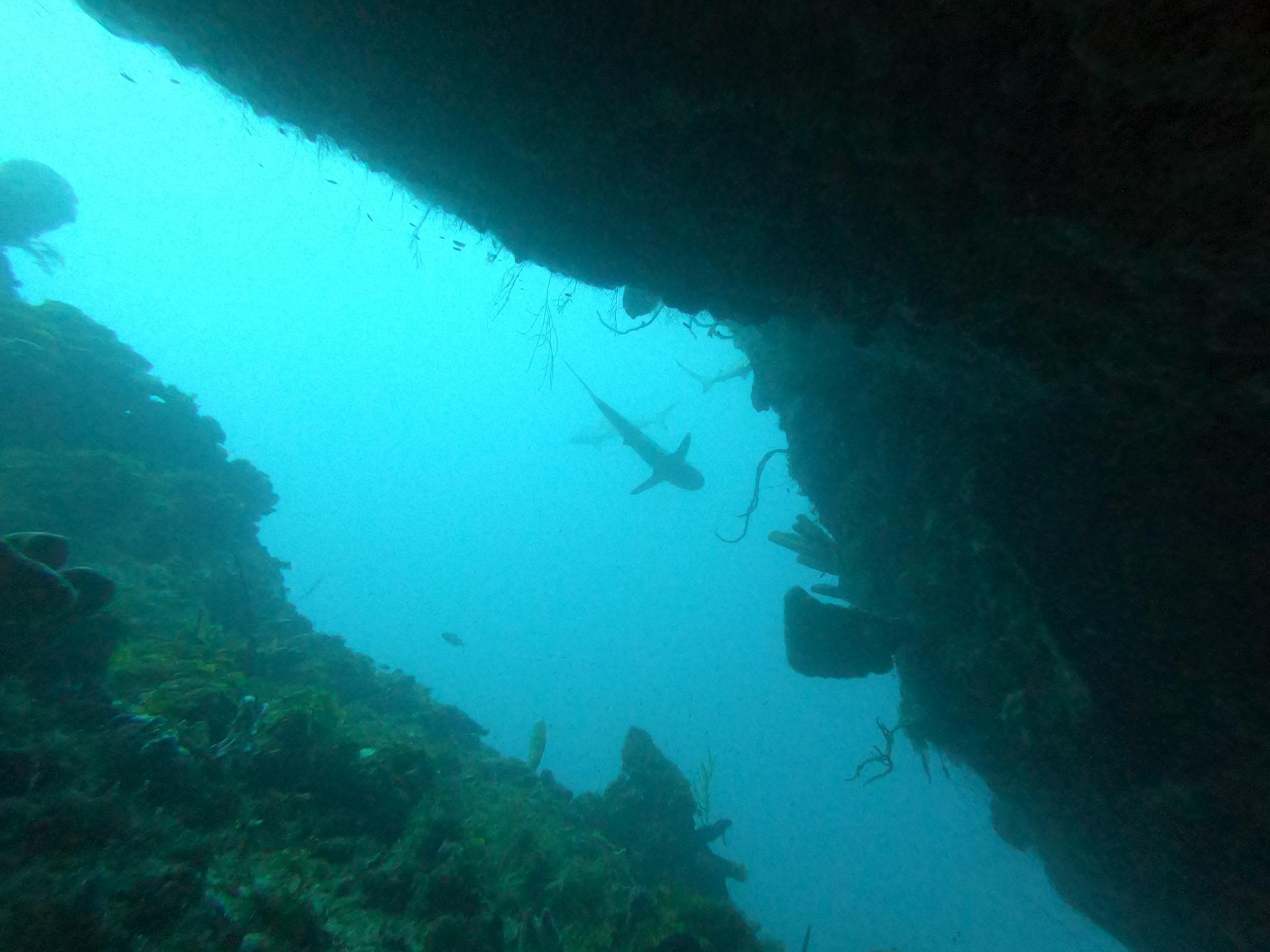 The Cave
