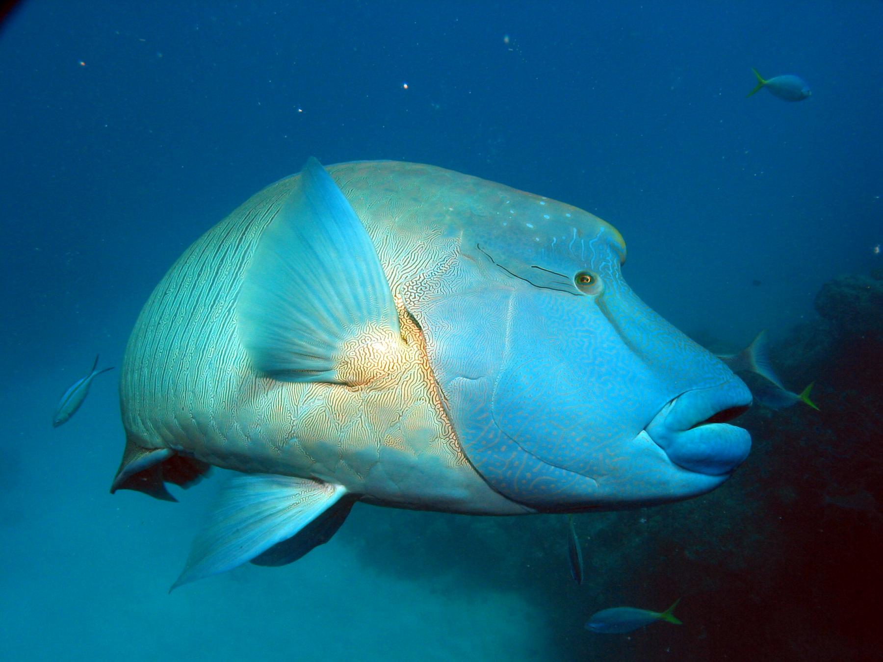 Flynn Reef photo 12