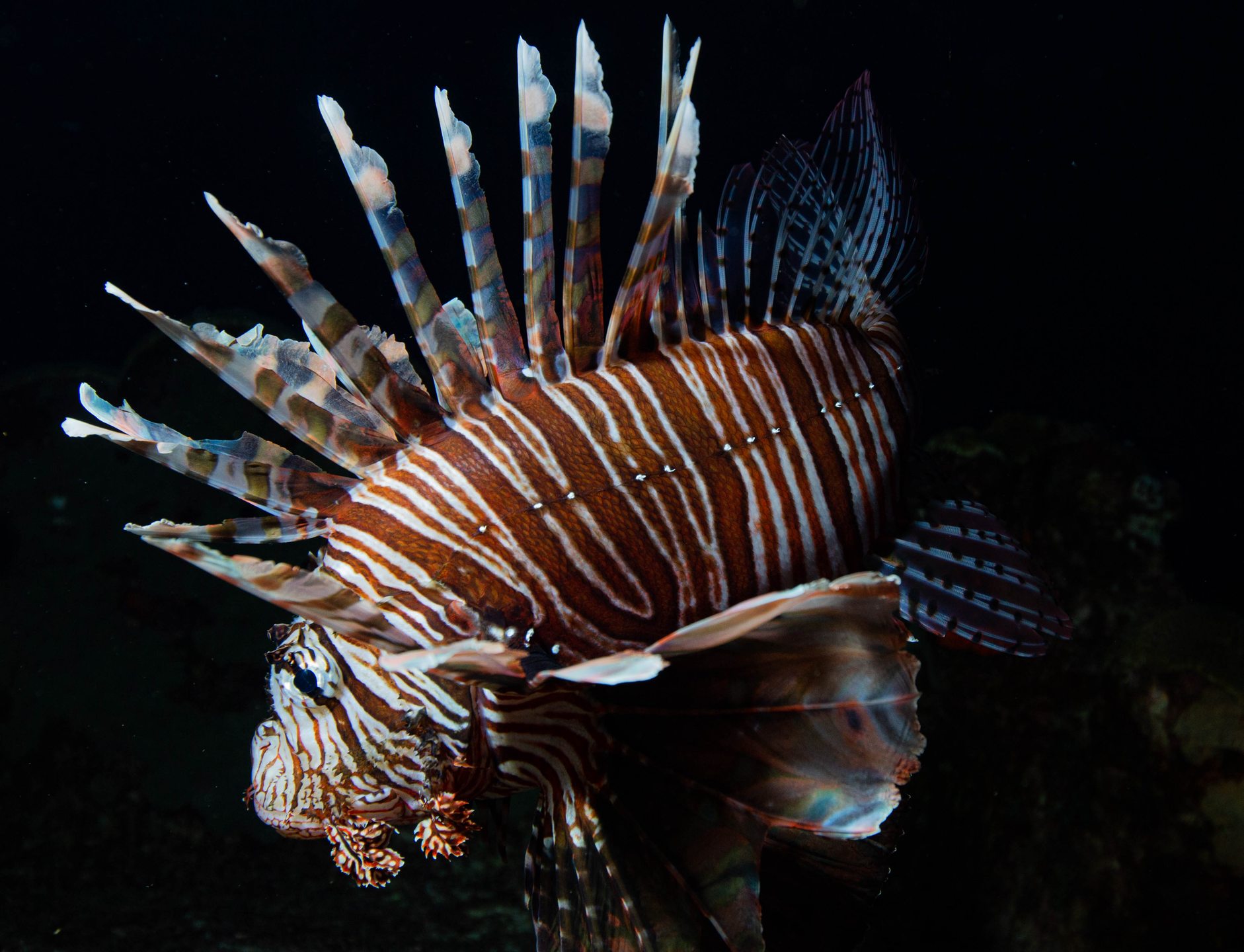 Flower Gardens Banks National Marine Sanctuary photo 2
