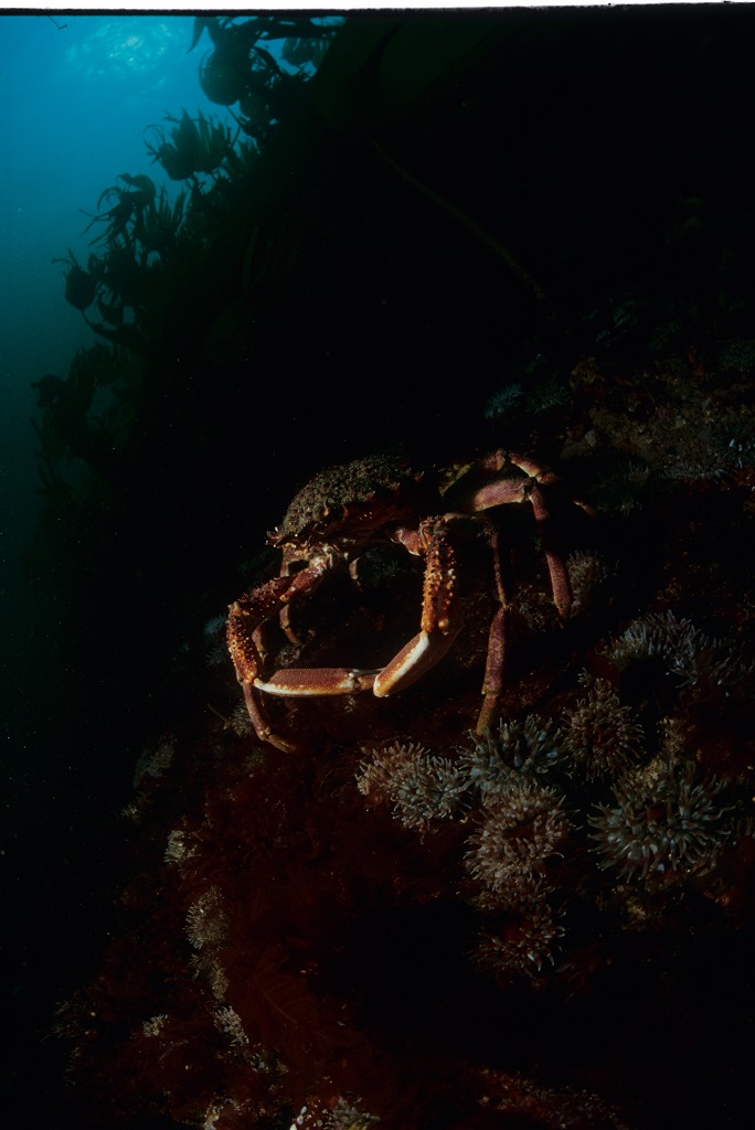 THE OUTER REEF: 24-35mts. photo 2